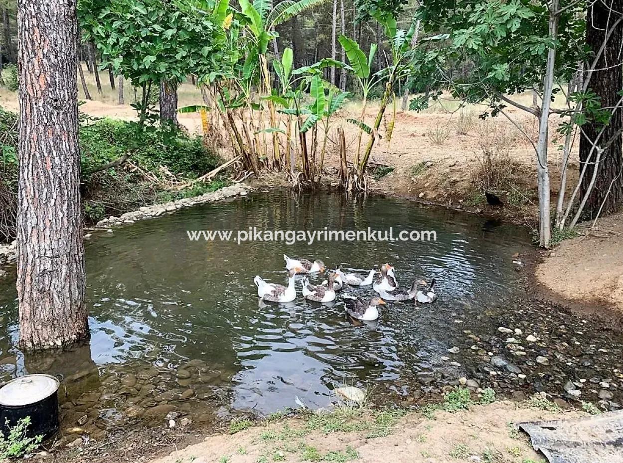 Teekante 10345 M2 Land Und Einfamilienhaus Zum Verkauf In Ortaca Cayli Pinienwald