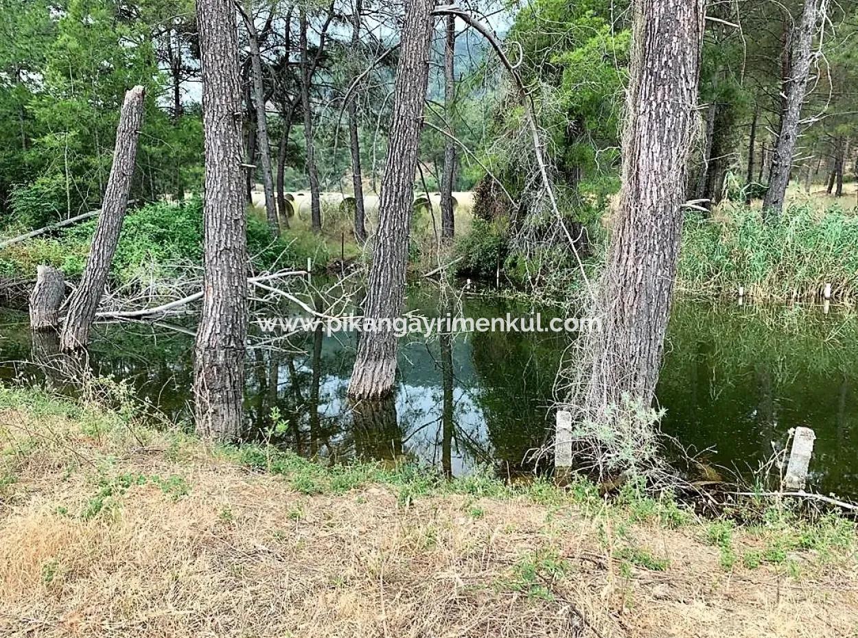 Teekante 10345 M2 Land Und Einfamilienhaus Zum Verkauf In Ortaca Cayli Pinienwald
