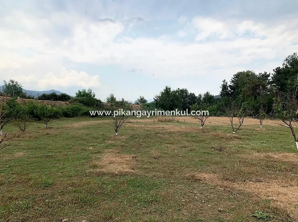 Teekante 10345 M2 Land Und Einfamilienhaus Zum Verkauf In Ortaca Cayli Pinienwald