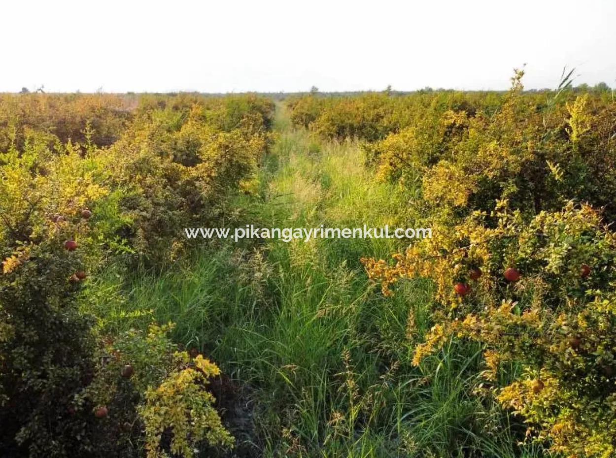 Mugla Ortaca Eskiköy 7767 M2 Granatapfelgarten Zu Verkaufen