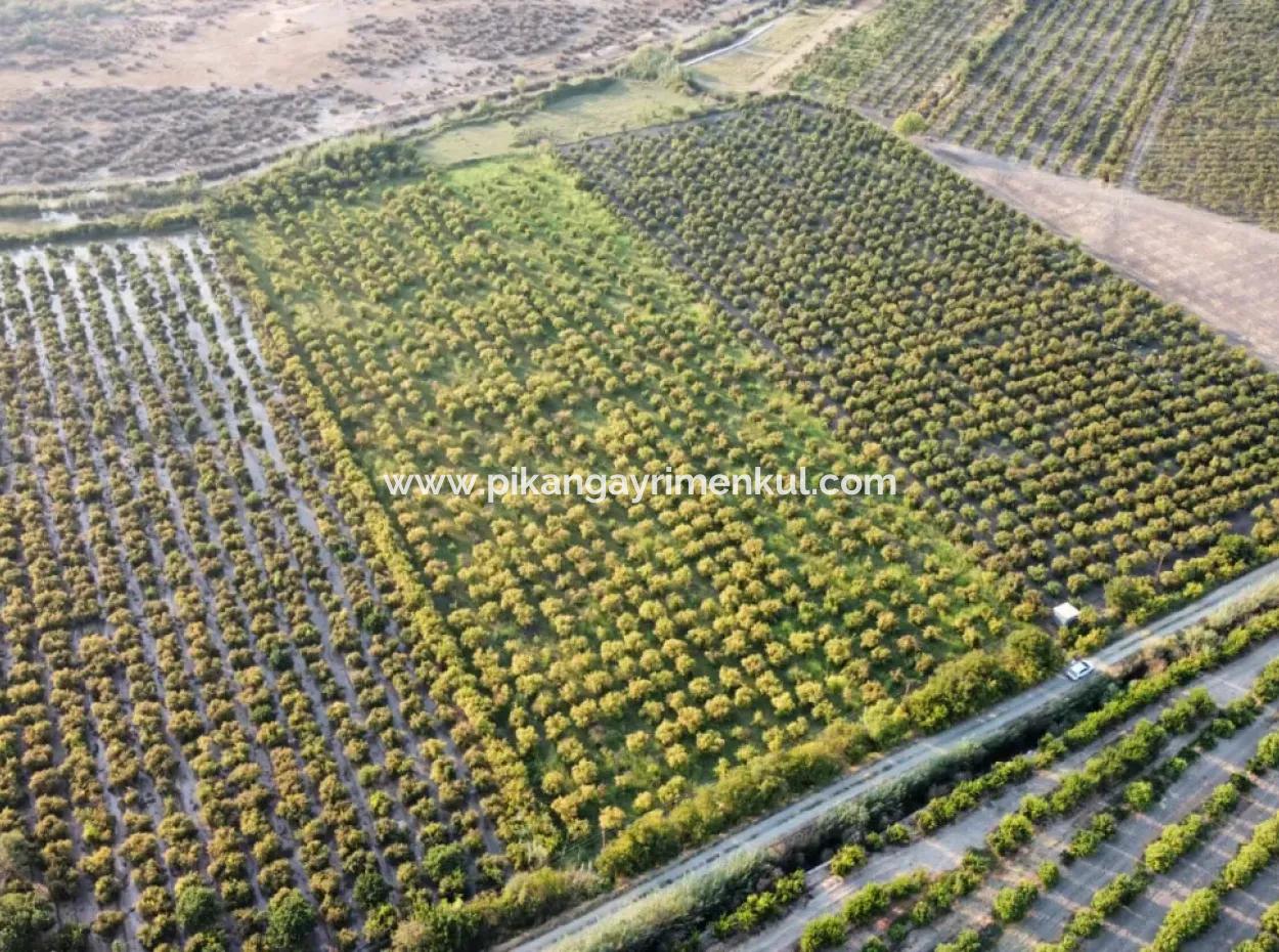 Granatapfelgarten Zum Verkauf In Mugla Ortaca Tepearasi