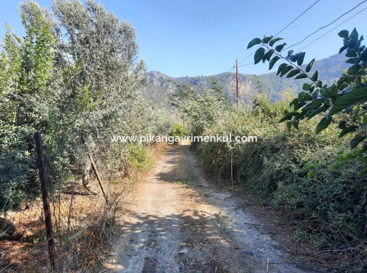 Mugla Ortaca Dalyanda 7520 M2 Maniced Freistehender Granatapfelgarten Zu Verkaufen
