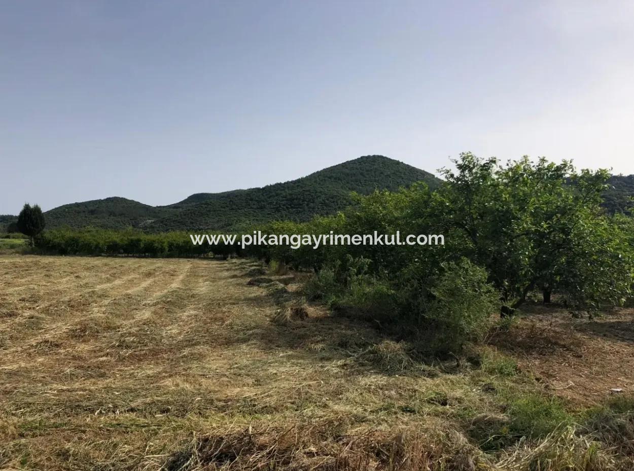 Ein Schnäppchen Farm Zu Verkaufen In Fevziye 2000 M2 Und Oriya