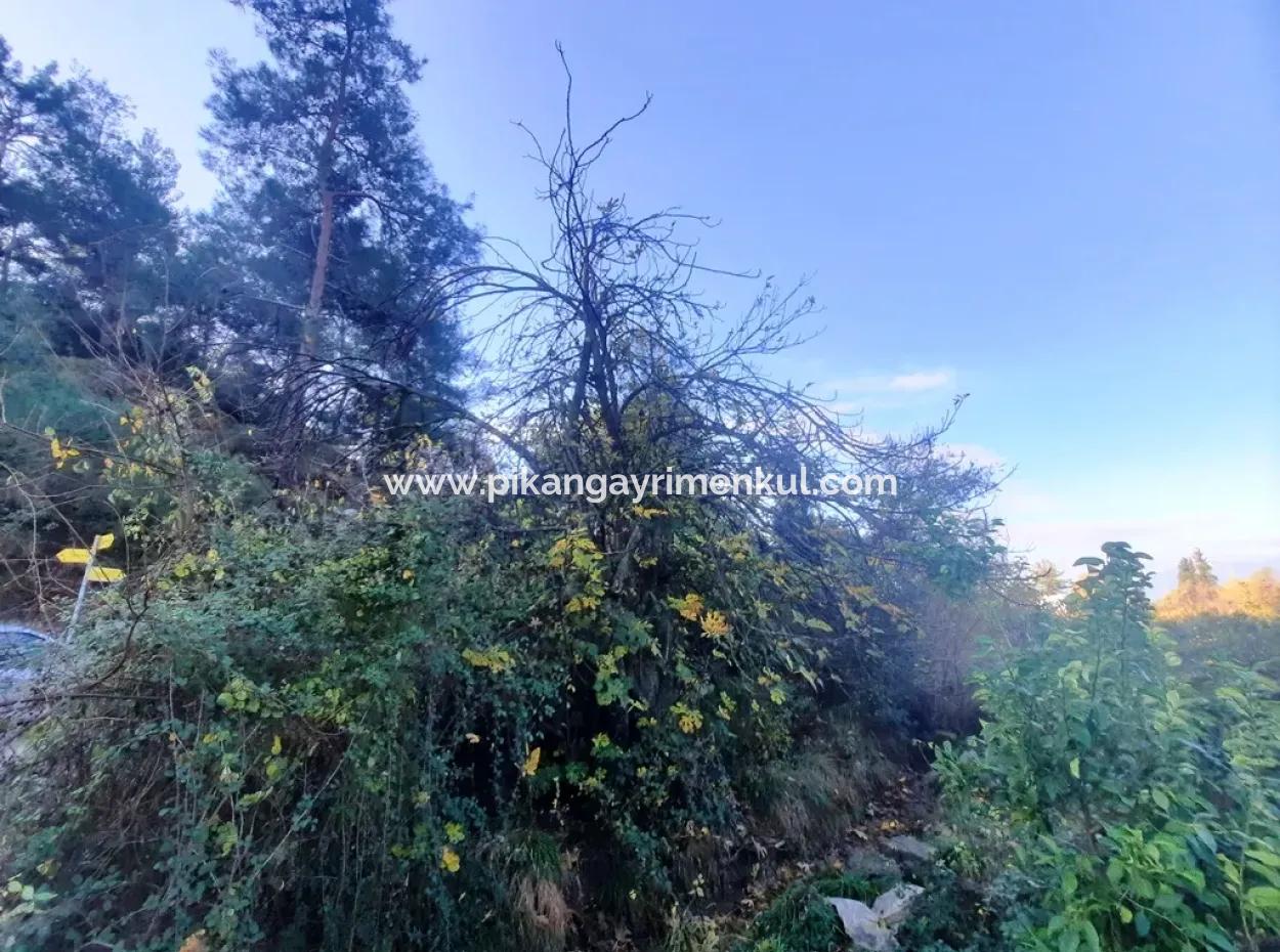 7320 M2 Schnäppchen-Zitronengarten Zum Verkauf In Ortaca Kemaliye