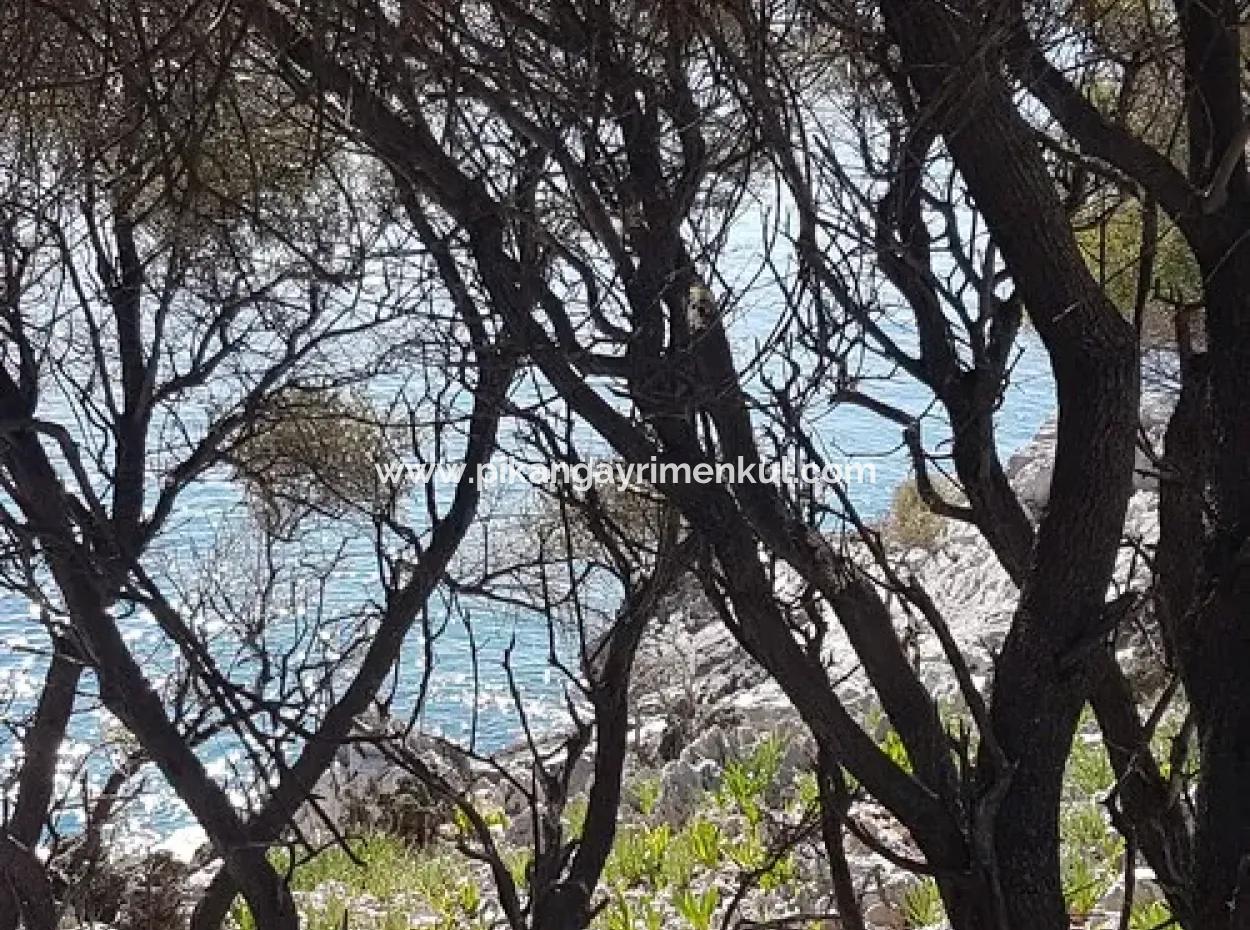 Dalyan, Gökbel De Meer Freistehend 1 300 M2 Olivenhain Zu Verkaufen