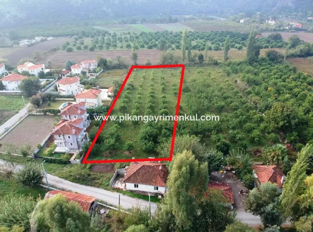 Muğla Ortaca Marmarlıda 4.000 M2 Zitronengarten 5 Jahre Vermietung