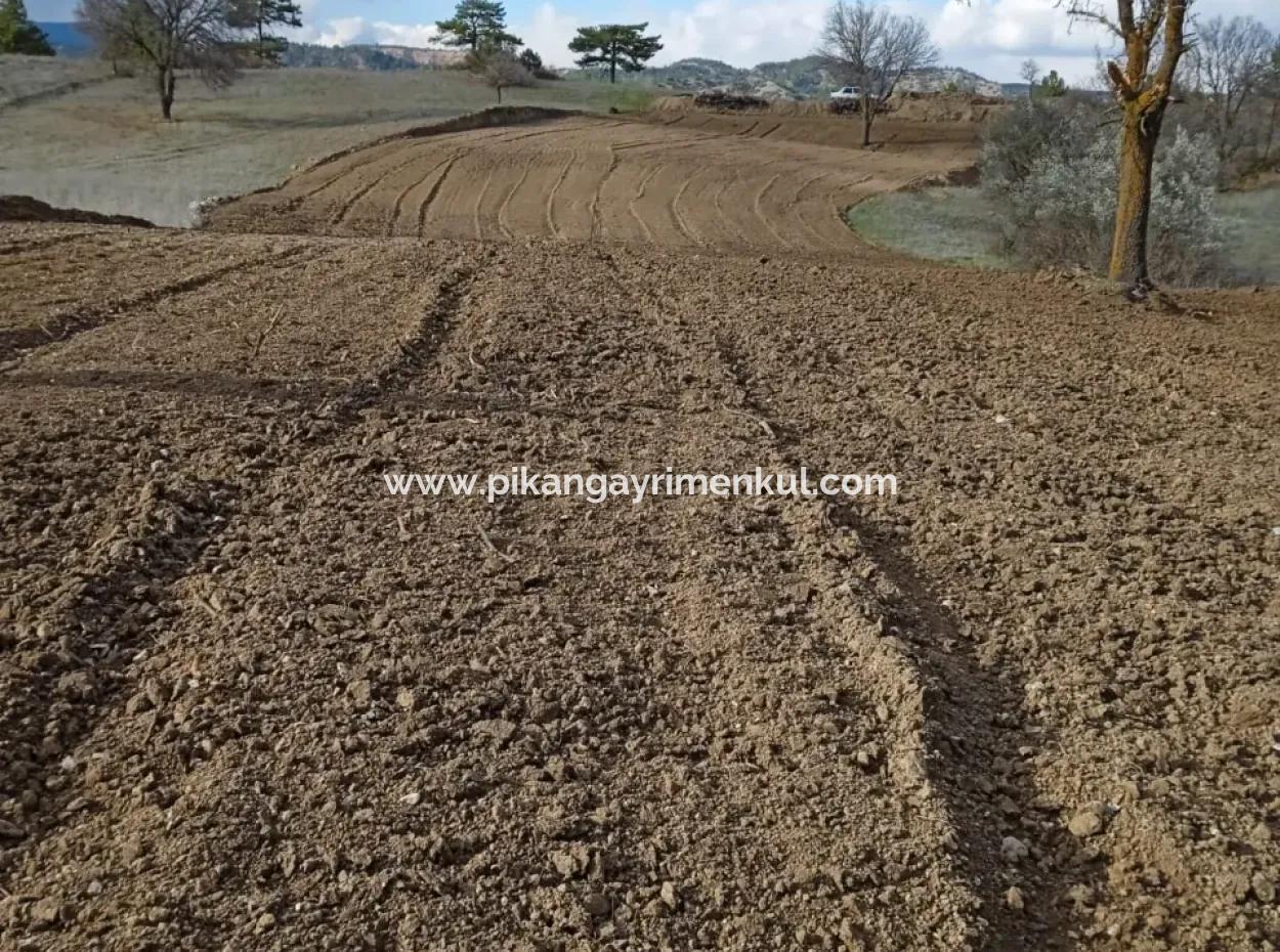 Freistehendes, Fruchtbares, 3 500 M2 Flaches Grundstück Zum Verkauf In Acıpayam Çakır