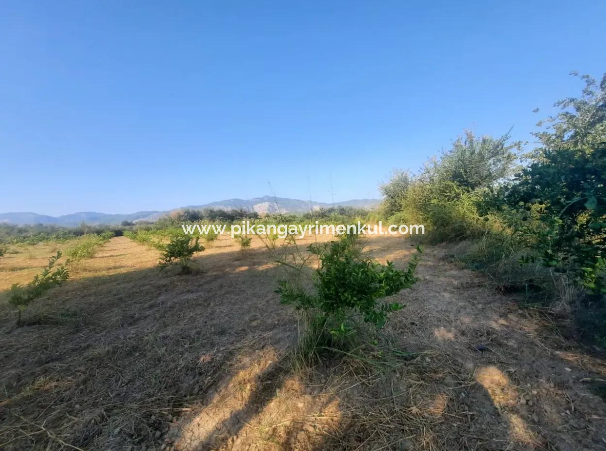 5000 M2 Zitrusplantage Zum Verkauf In Ortaca Dikmekavak