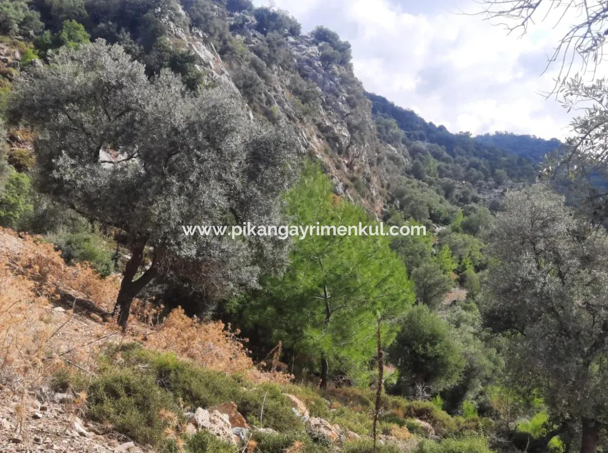 Muğla Dalyan Gökbelde 7 270 M2 Freistehende Eigentumsurkunde Land Mit Meer- Und Seeblick Zum Verkauf