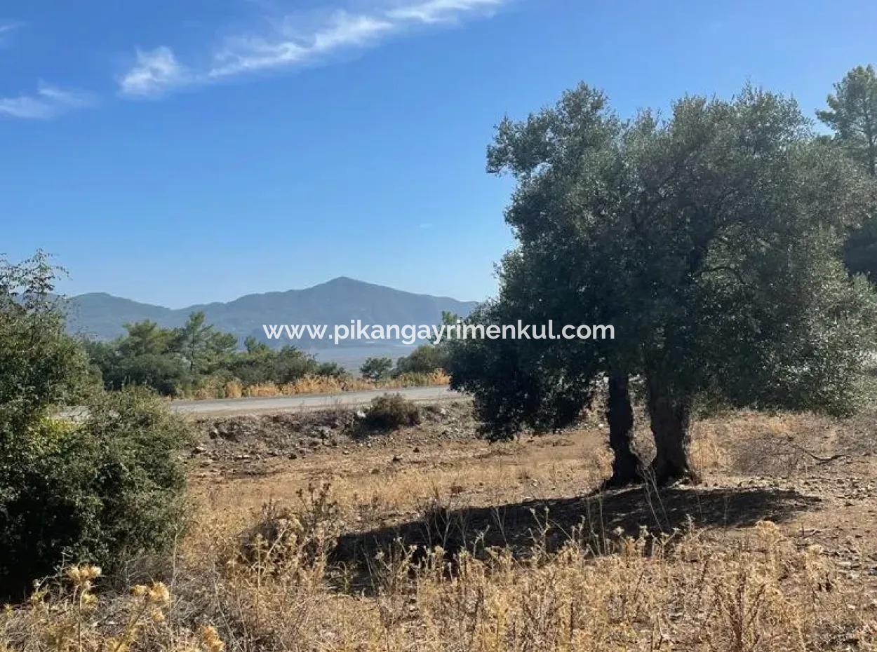 5000 M2 2B Feld Zu Verkaufen