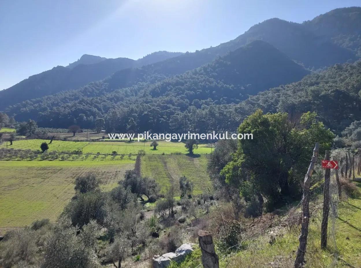 Muğla Dalyan Gökbelde 13 200 M2 Freistehende Eigentumsurkunde Olivenhain Zu Verkaufen