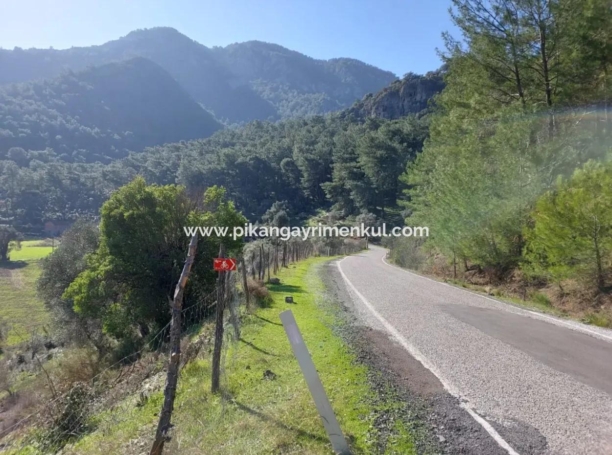 Muğla Dalyan Gökbelde 13 200 M2 Freistehende Eigentumsurkunde Olivenhain Zu Verkaufen