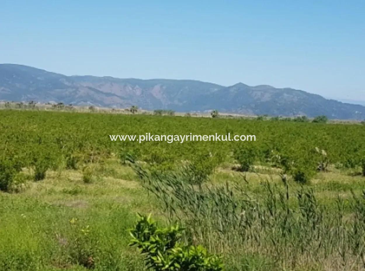 Garten Der Granatäpfel Zum Verkauf In Dalyan