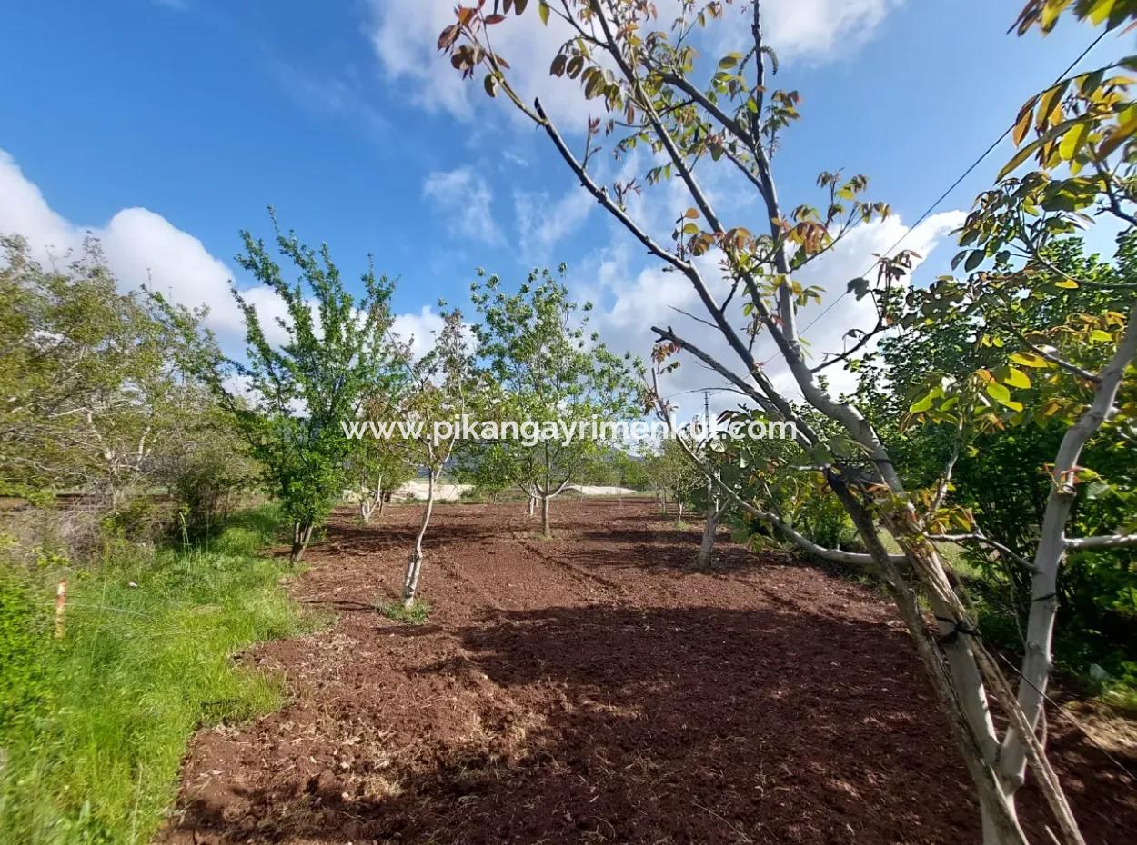 1000 M2 Grundstück In Çameli Kızılyaka, Zum Verkauf Oder Tausch Für 2 1 Wohnungen In Ortaca