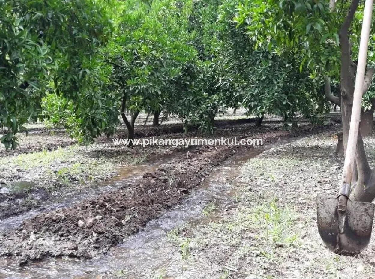 Garten Zum Verkauf In Köyceğiz Dorf