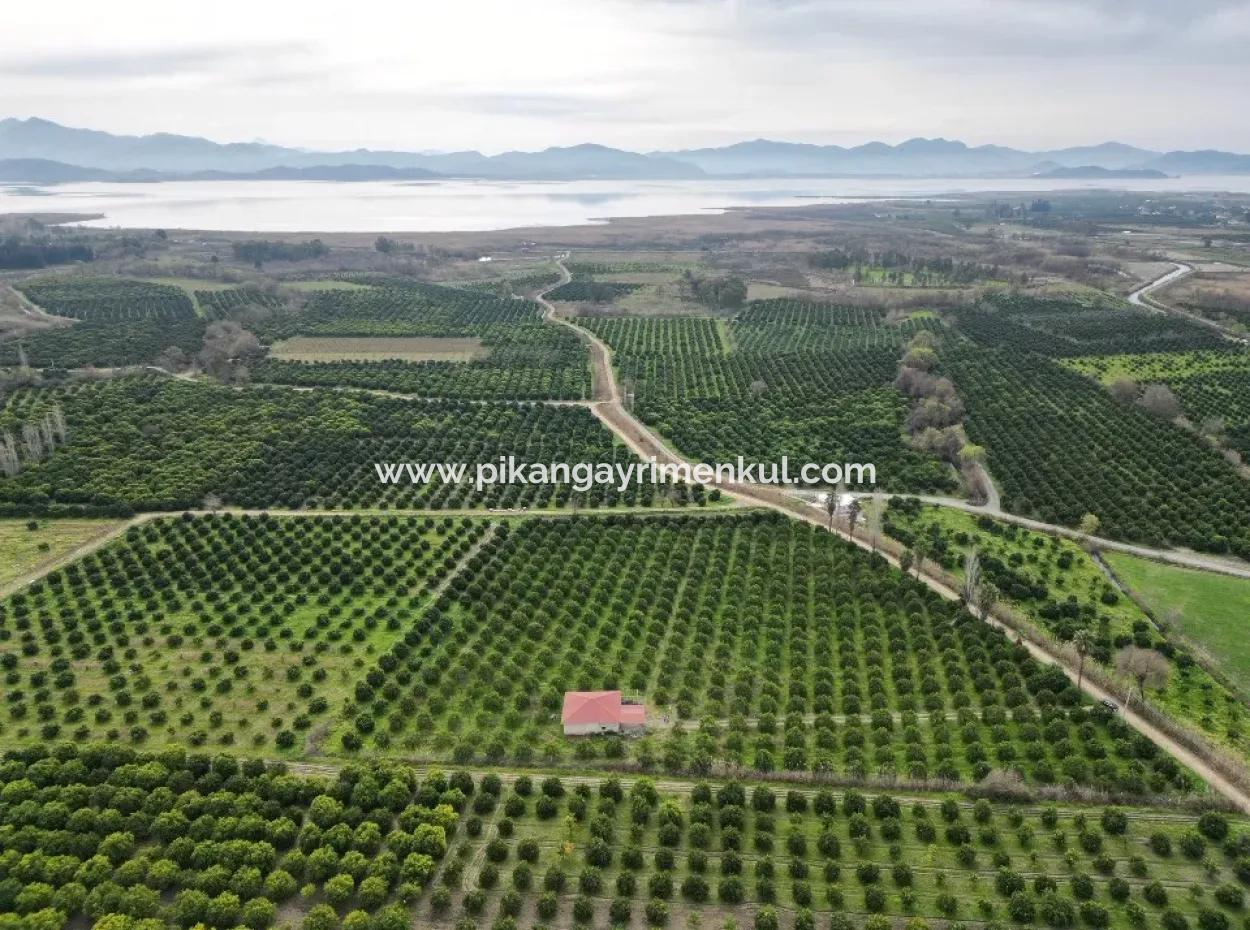 3 1 Dorfhaus Zum Verkauf In 17.000 M2 Orange Garden In Köyceğiz Toparlar