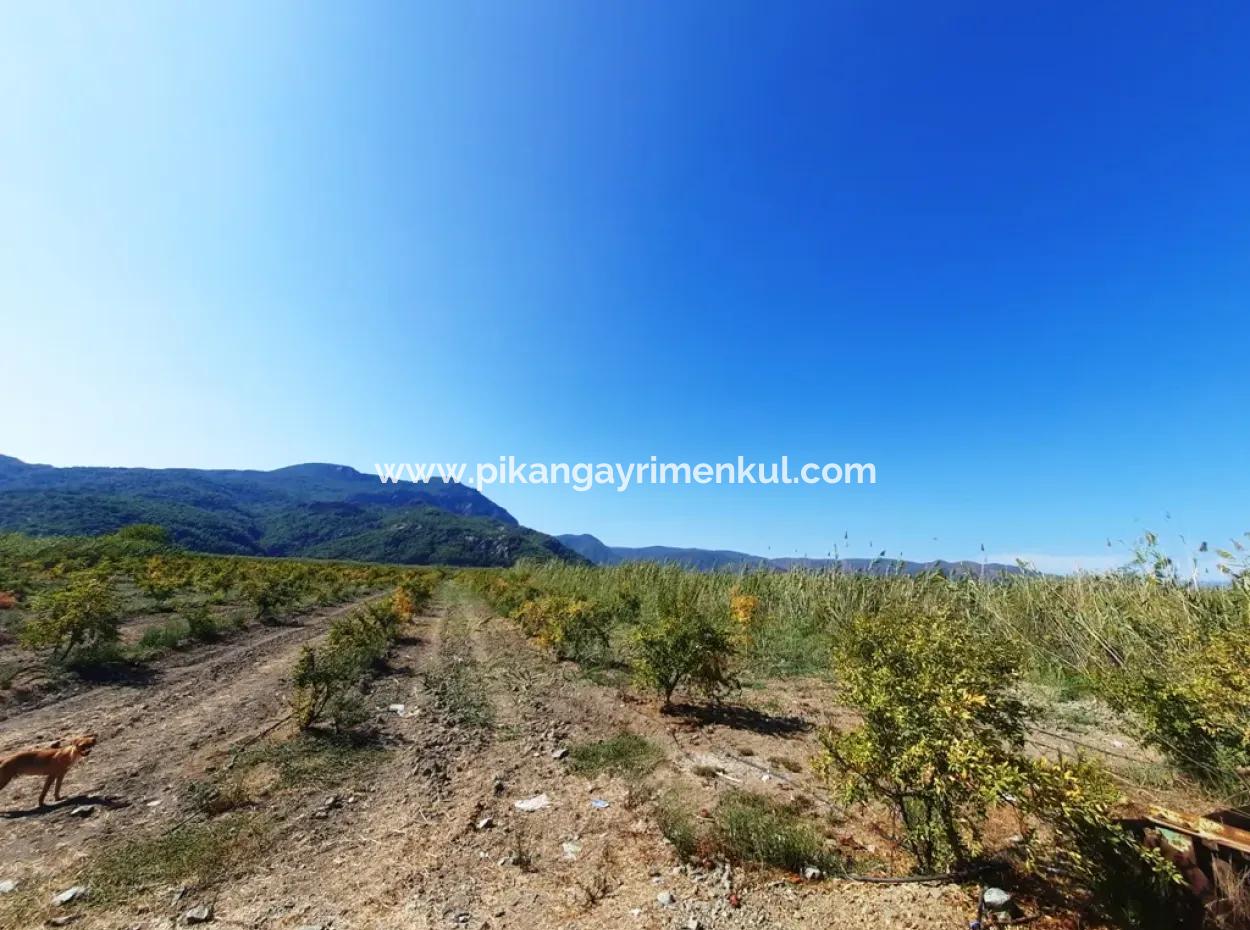 26.200 M2 Dorfweide Null Schnäppchenland Zum Verkauf In Dalyan