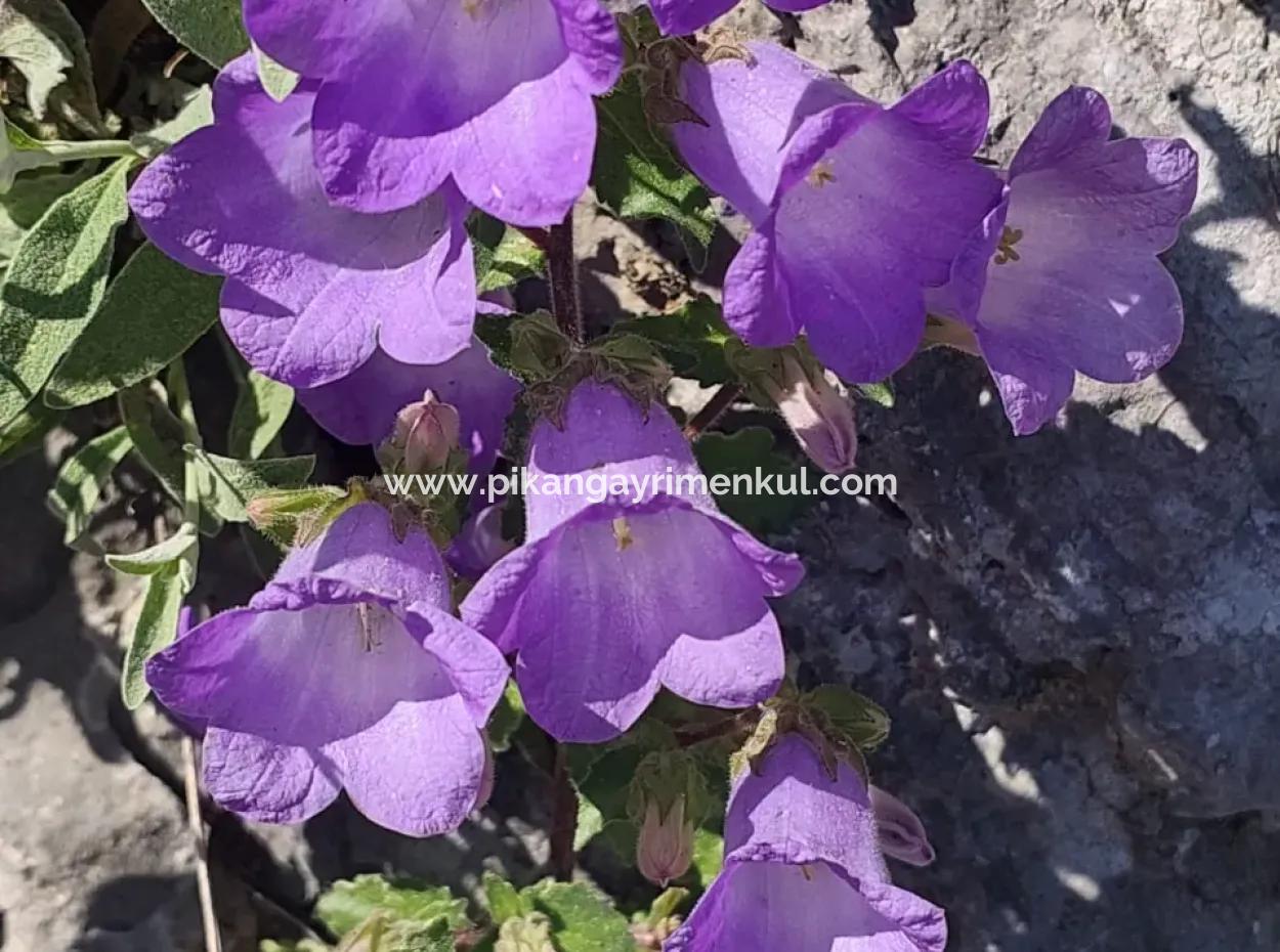 Dorfhaus Mit Seeblick Und Olivenhain Land Zum Verkauf In Köyceğiz Çandır, Muğla