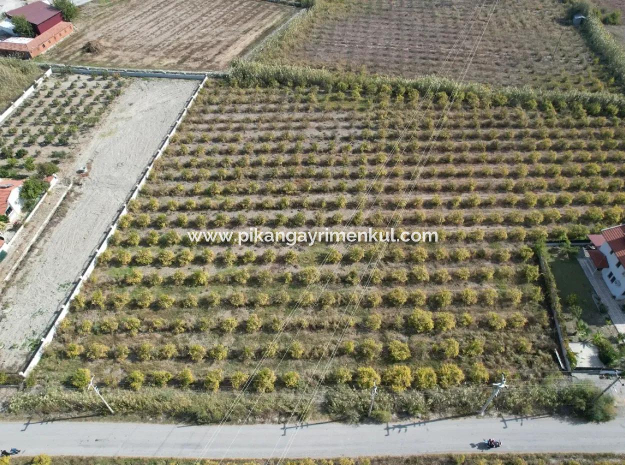 Muğla Dalyanda Kanal 2. Parzelle Freistehend 5.000 M2, 250 M2 Grundstück Mit Baurecht Zu Verkaufen