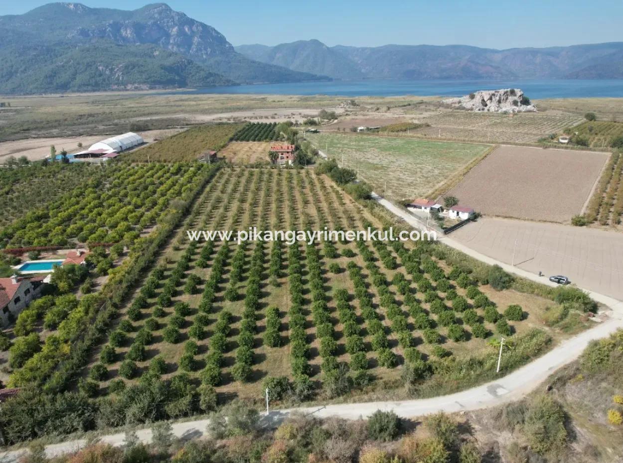 17.000 M2 Freistehender Granatapfelgarten Zum Verkauf In Ortaca Eskiköy