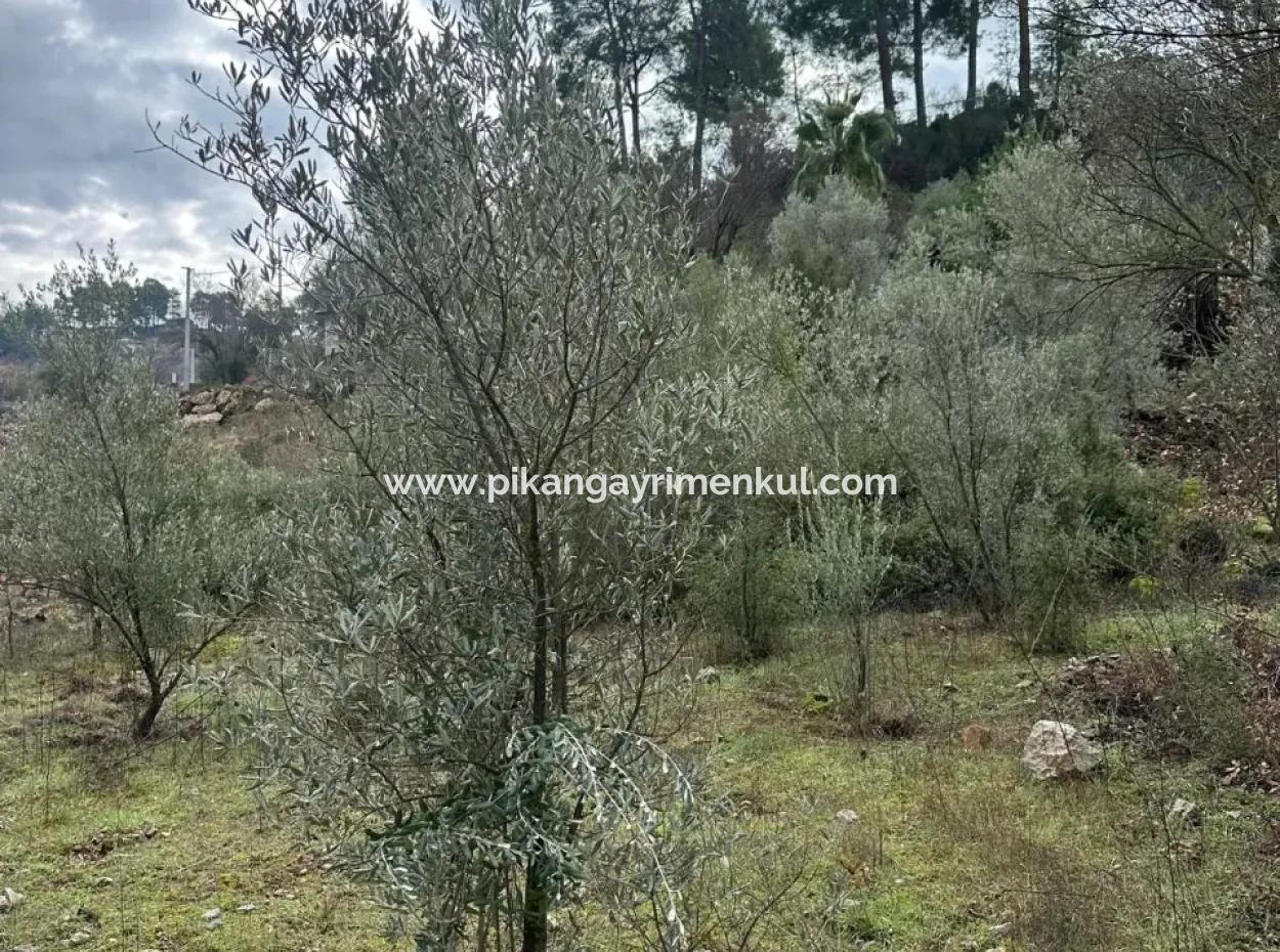 Zu Verkaufen In Fethiye Gökçeovacıkta 1709 M2