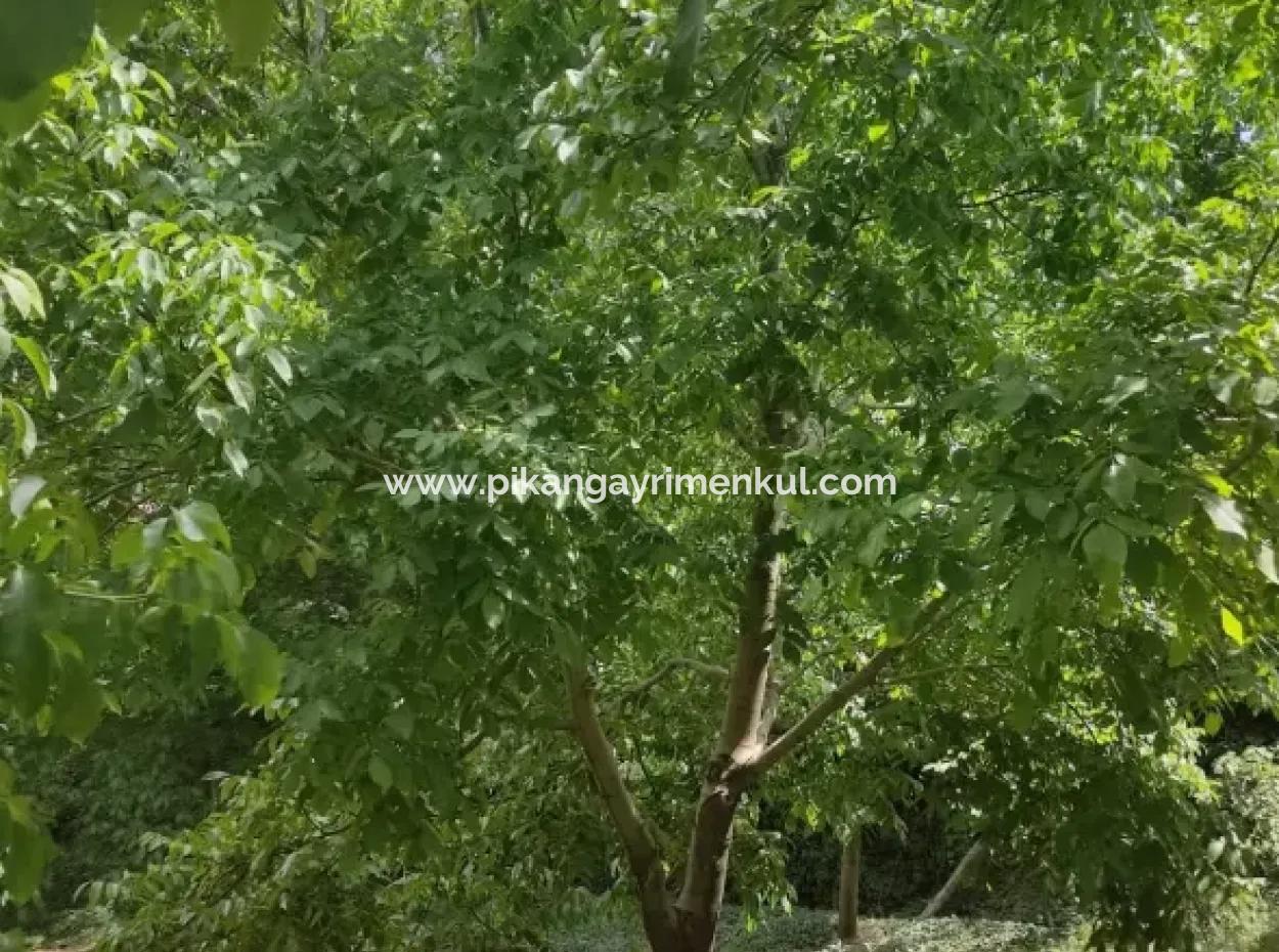 Dorfhaus Aus Stein Und 1042 M2 Freistehendes Grundstück Zum Verkauf Auf Einem 504 M2 Großen Grundstück In Çameli, Cevizli