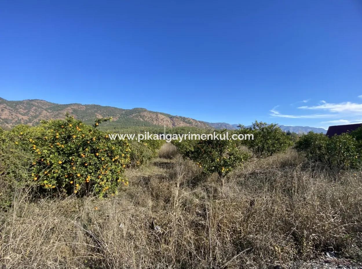 3 100 M2 Orangenfeld Zum Verkauf In Muğla Köyceğiz Döğüşbelen