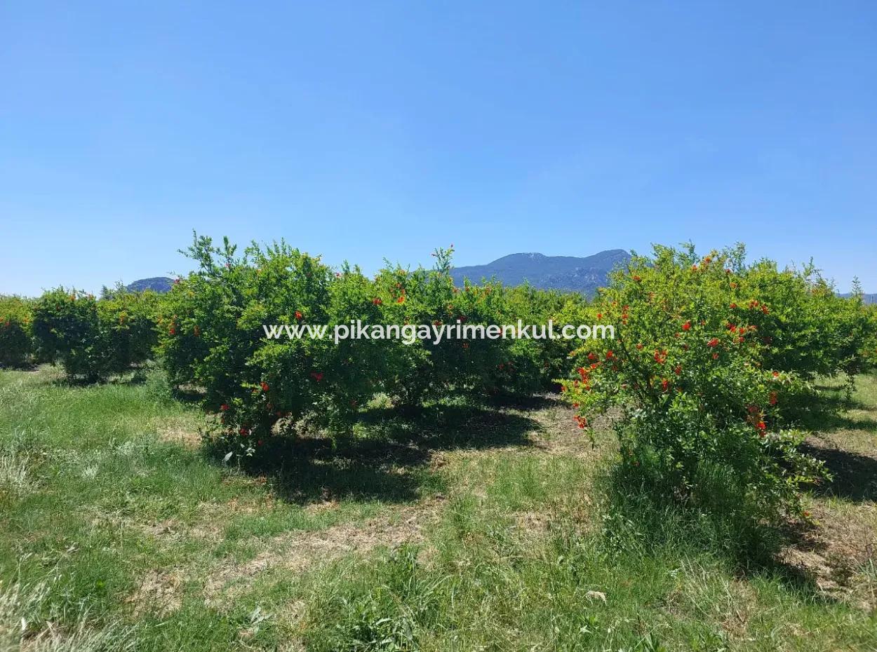 9.000 M2 Granatapfelgarten Zum Verkauf In Muğla Ortaca, Eskiköy