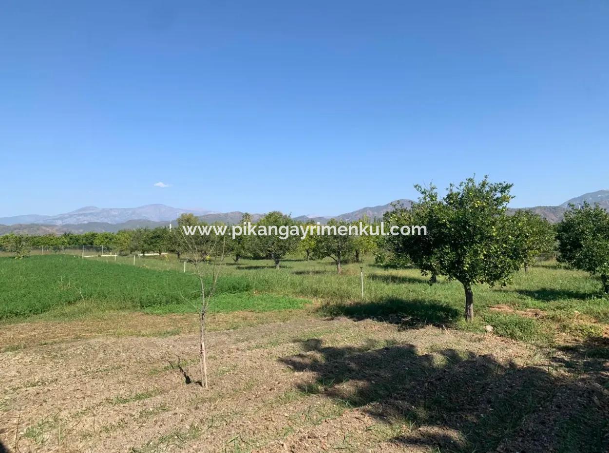 5400 M2 Fertiger Bauernhof Zum Verkauf In Ortaca Arıkbaşı