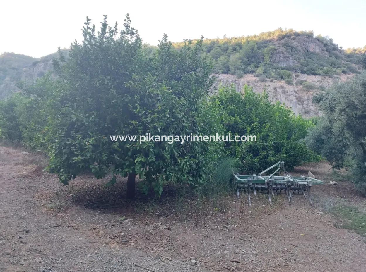 1.300 M2 Freistehendes 250M2 Wohngrundstück Zum Verkauf In Muğla, Ortaca, Karadonlar