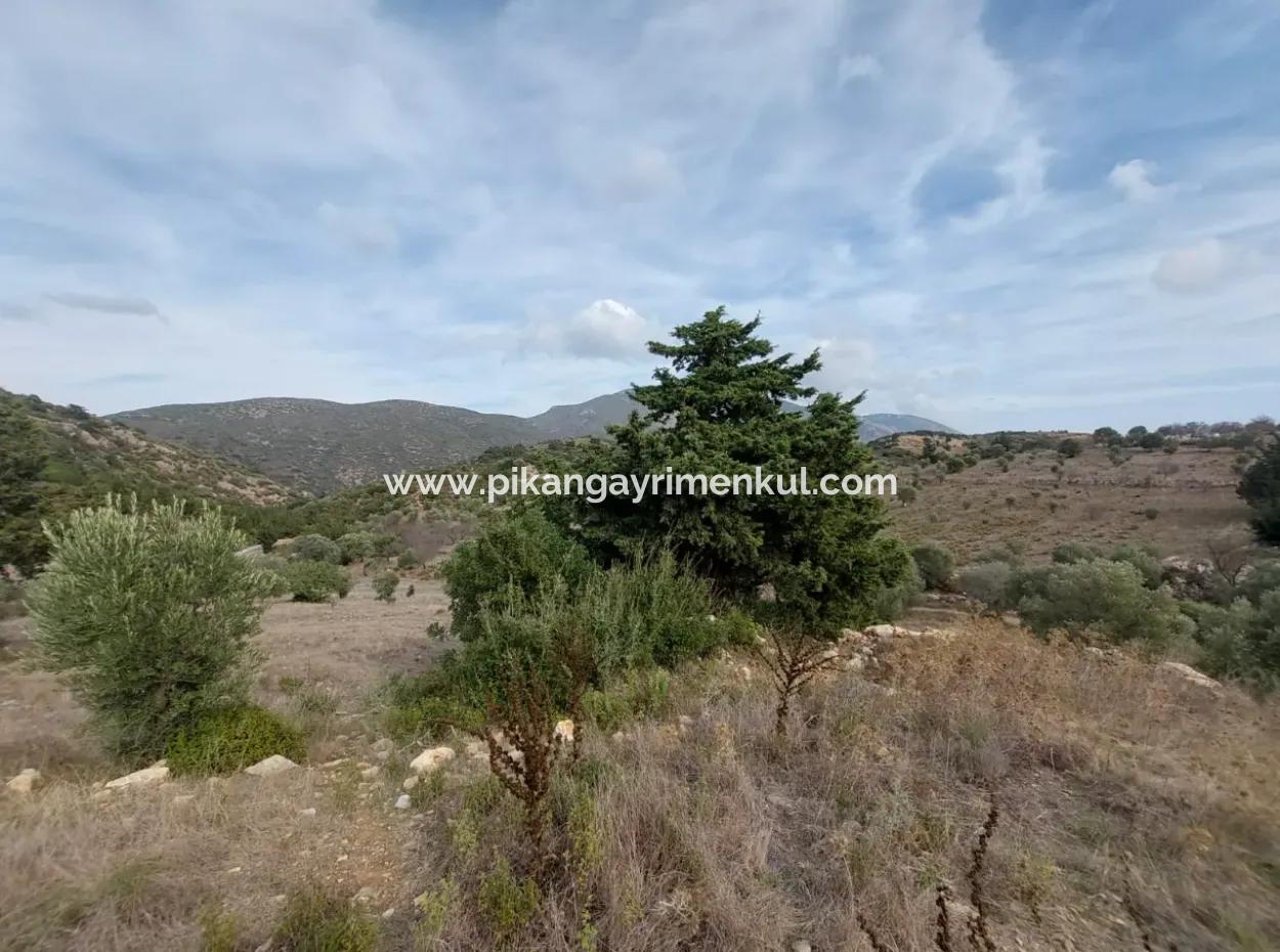 8.400 M² Schnäppchen-Olivenhain Zum Verkauf Mit Freistehender Eigentumsurkunde In Datça Yazı, Muğla