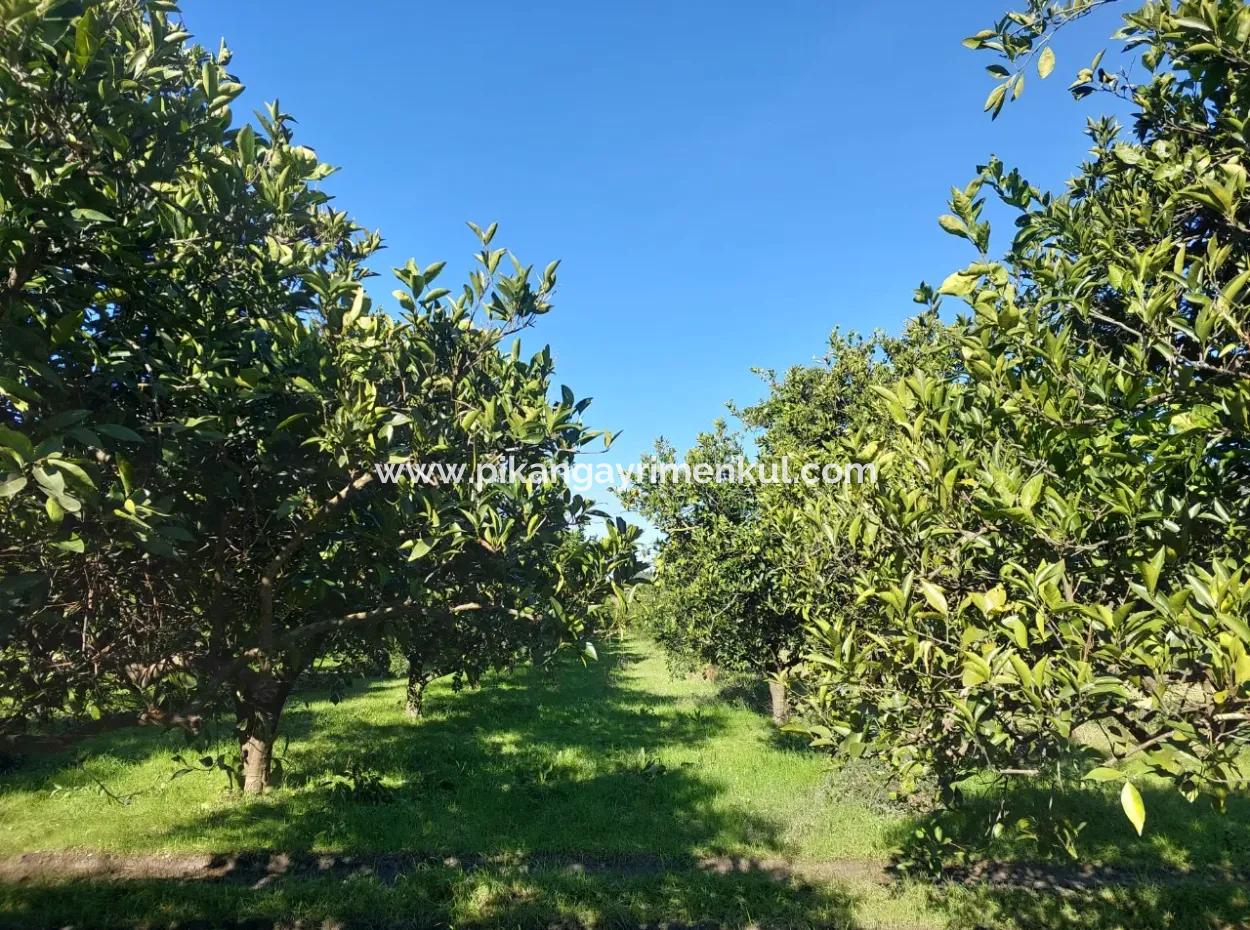 1000 M² Freistehendes Grundstück Mit 250 M² Baurecht In Ortaca Okçular Zum Verkauf