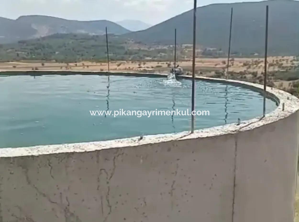 37.000 M² Walnussgarten In Denizli Tavas Ulukent Zum Verkauf