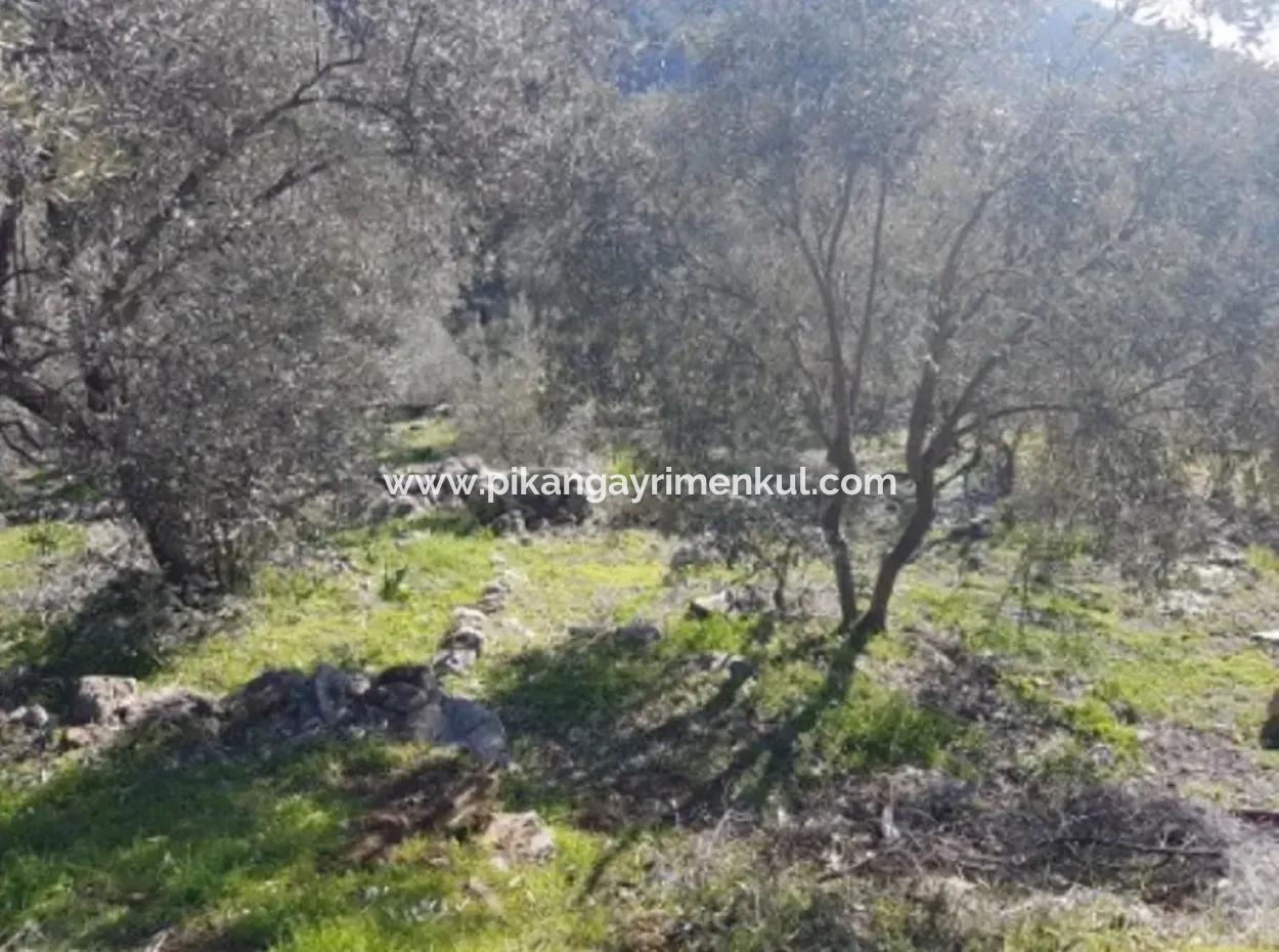 Meerblick Land Zum Verkauf In Göcek Gökçeovacık