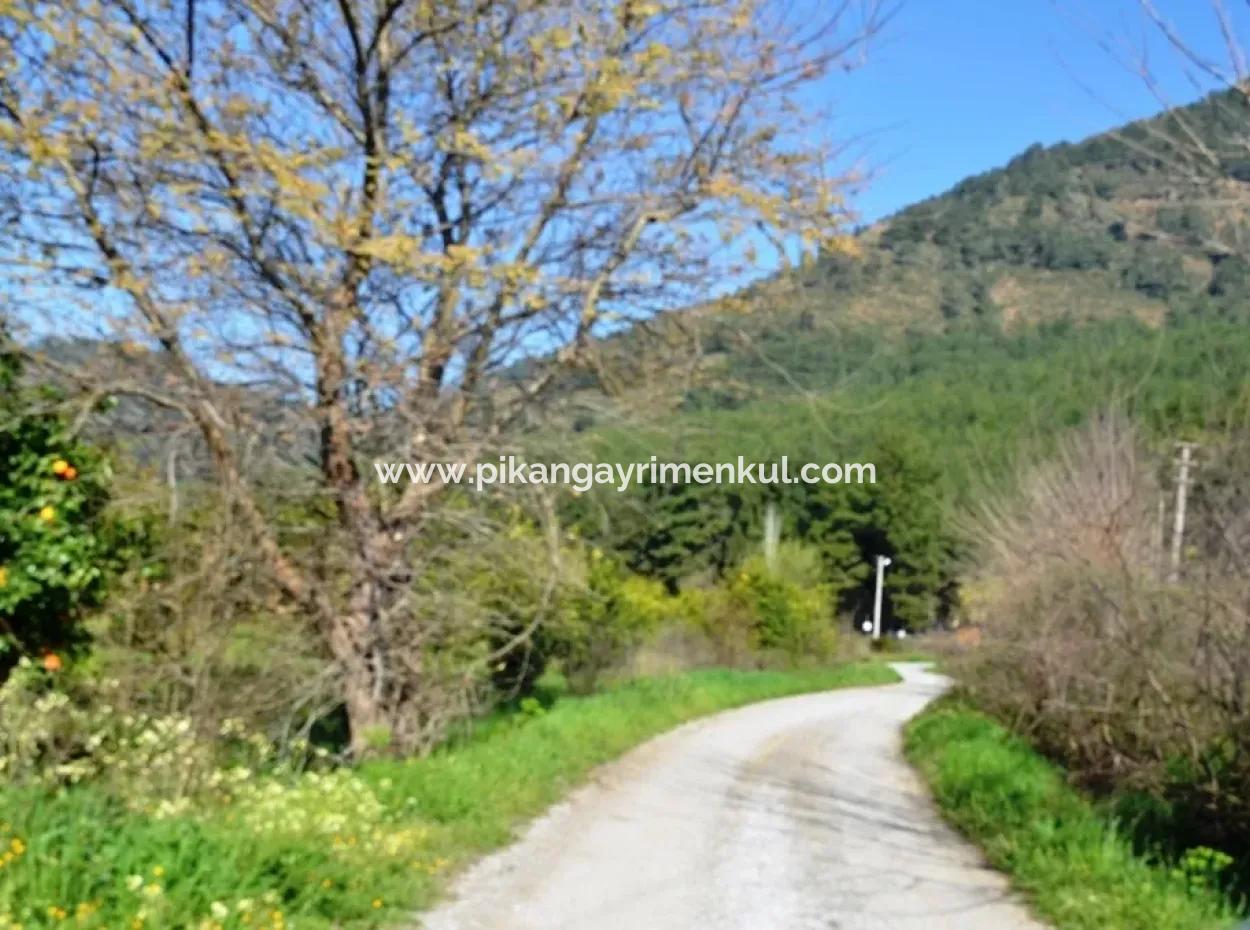 Zitrone Garten Zu Verkaufen Schnäppchen Ortaca