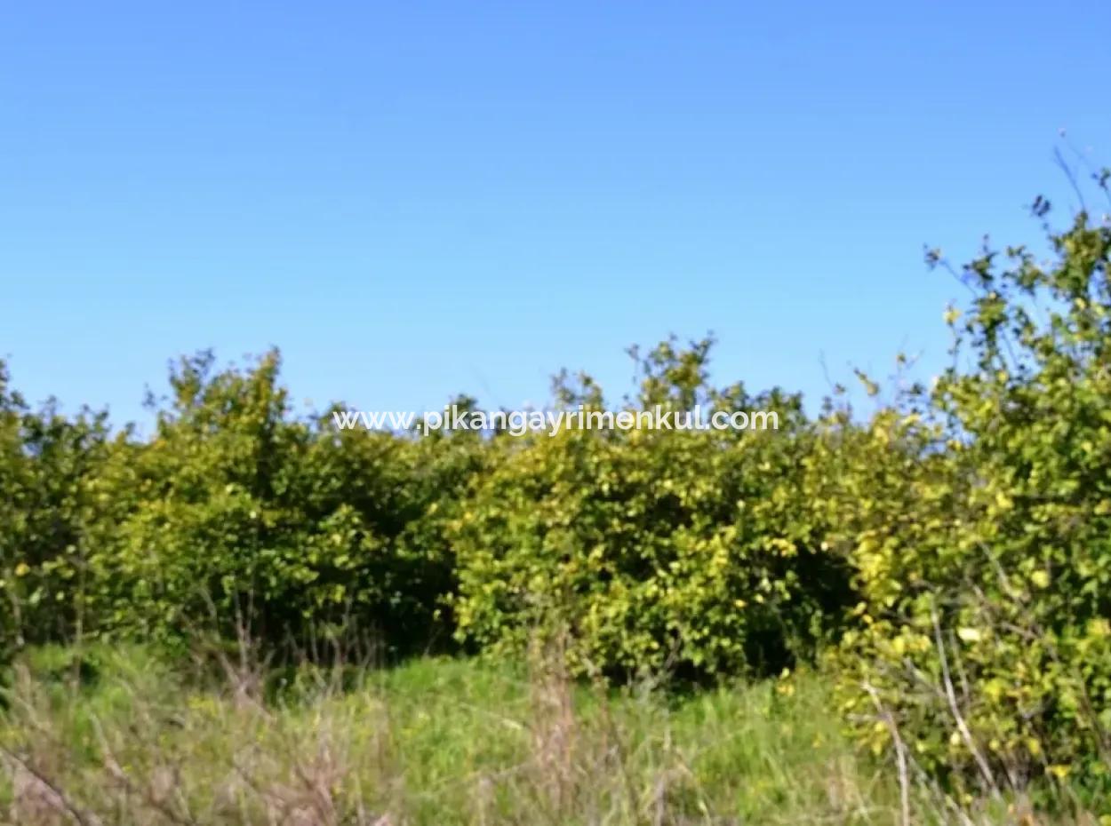 Zitrone Garten Zu Verkaufen Schnäppchen Ortaca
