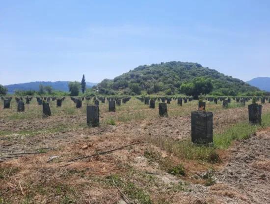 40.000 M2 Avocadogarten Zum Verkauf In Muğla Güzelyurt