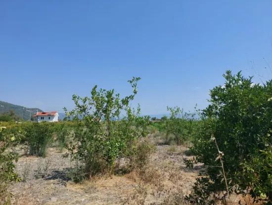 5.200 M² Zitronen- Und Orangengarten Zu Vermieten In Dalyan, Muğla