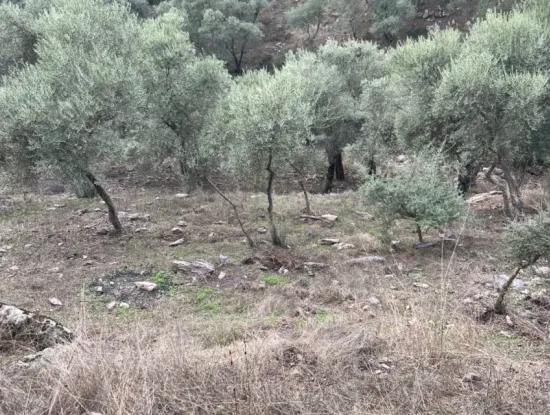 1.025 M2 Qualifiziertes Olivenhain-Land In Muğla Milas Çakıralan Steht Zum Verkauf