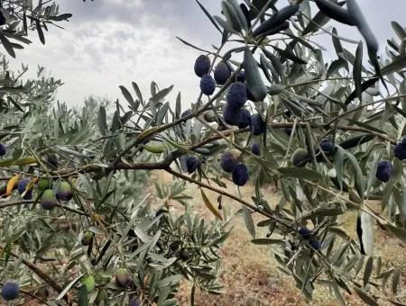 Land Mit Seeblick Zum Verkauf In Köycee'iz Zeytin Bereich