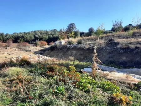 Denizli Çameli Kizilyaka Schmetterling Land Und Dorfhaus Mit Hundeblick Zum Verkauf