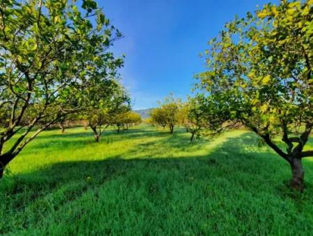 10 000 M2 Freistehender Zitronengarten Zum Verkauf In Ortaca Dalaklı