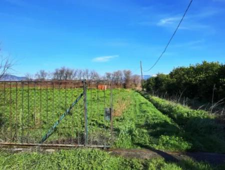 10 000 M2 Freistehender Zitronengarten Zum Verkauf In Ortaca Dalaklı