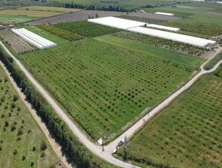 Oriya 26700 M2 Großen, Angelegten Garten Zitrone Eskiköy Auch Zum Verkauf