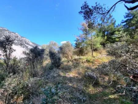 Ruiniertes Dorfhaus Aus Stein Zum Verkauf In Gökova Und Seinem Land