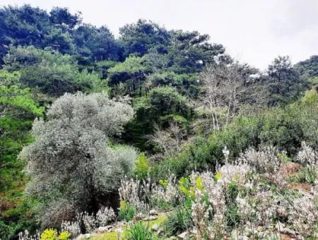 Dalyan Gökbel 13.100 M2 Acker Zum Verkauf In Der Natur