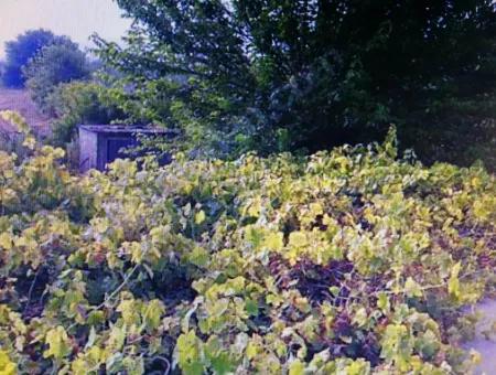 Zitrus Garten Zum Verkauf In Köyceğiz Bis Auch 29 000 M2