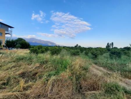 3500 M2 Orangen- Und Mandarinengarten Zum Verkauf In Köyceğiz Toparlar