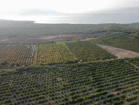 Granatapfelgarten Zum Verkauf In Mugla Ortaca Tepearasi