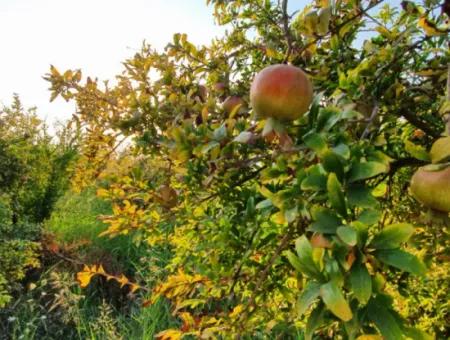 Granatapfelgarten Zum Verkauf In Mugla Ortaca Tepearasi